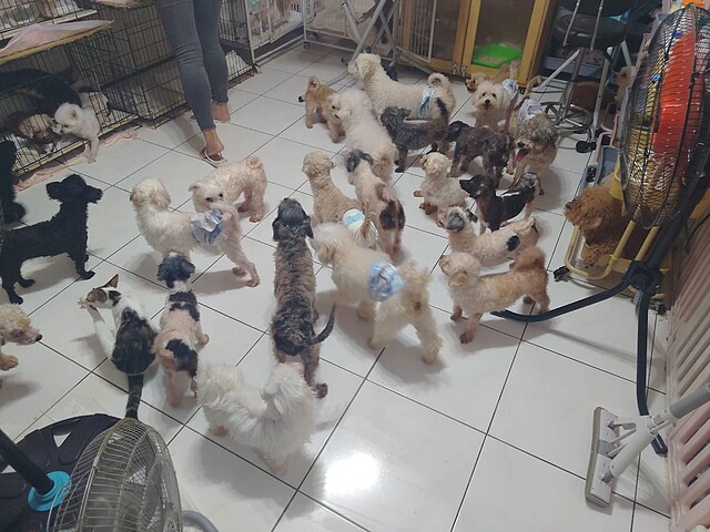 房間不空間不大,卻飼養大量犬、貓。圖/新北動保處提供